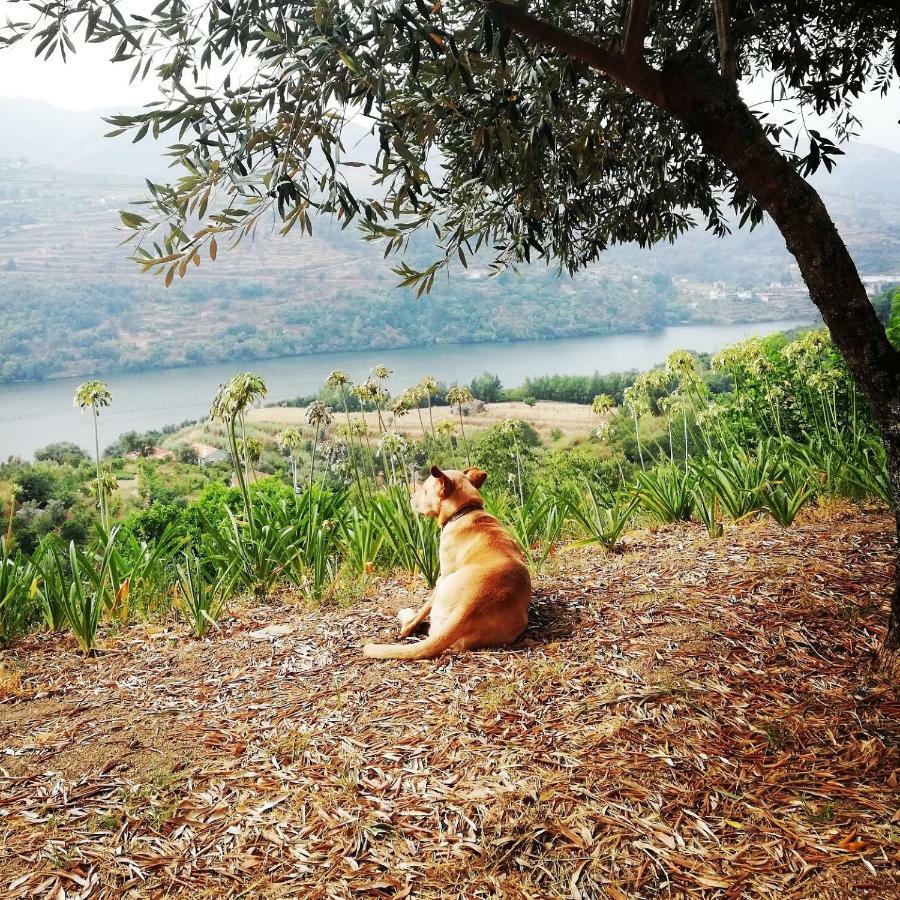Casa Da Mouta - Douro Valley Baião Buitenkant foto